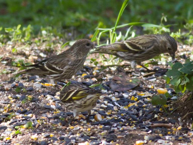 Pine Siskins