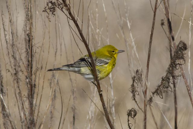 Pine Warbler