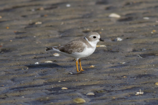Piping Plover