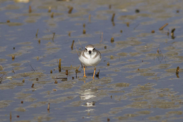 Piping Plover