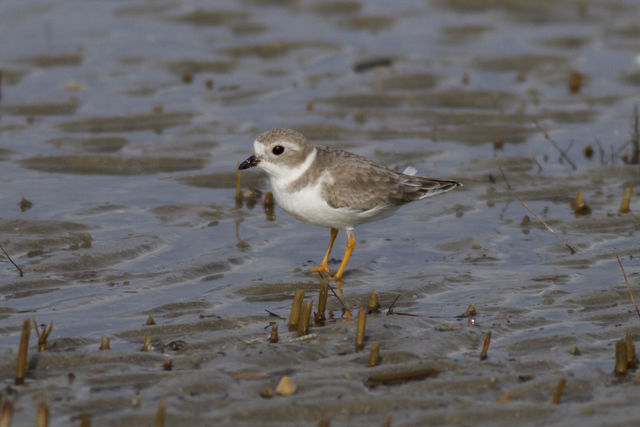 Piping Plover