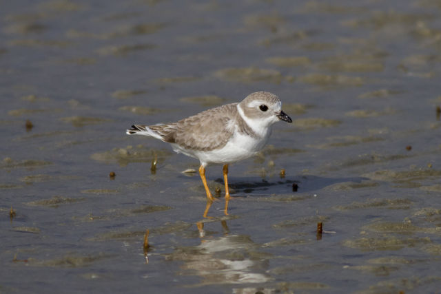 Piping Plover