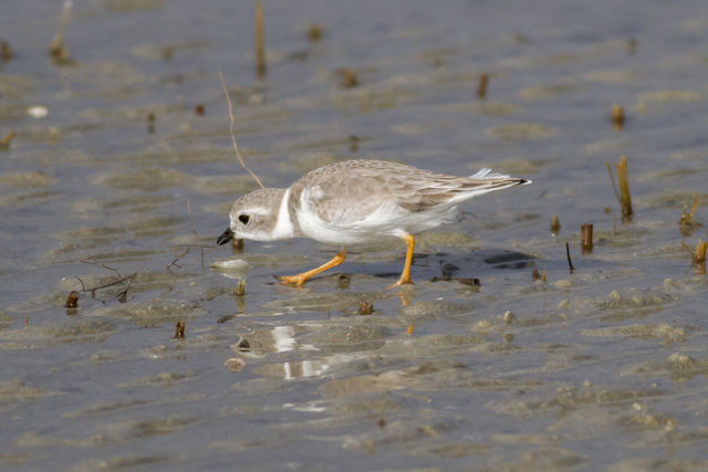 Piping Plover