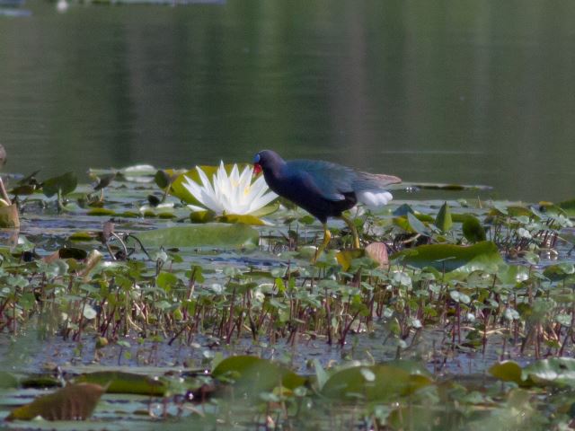 Purple Gallinule