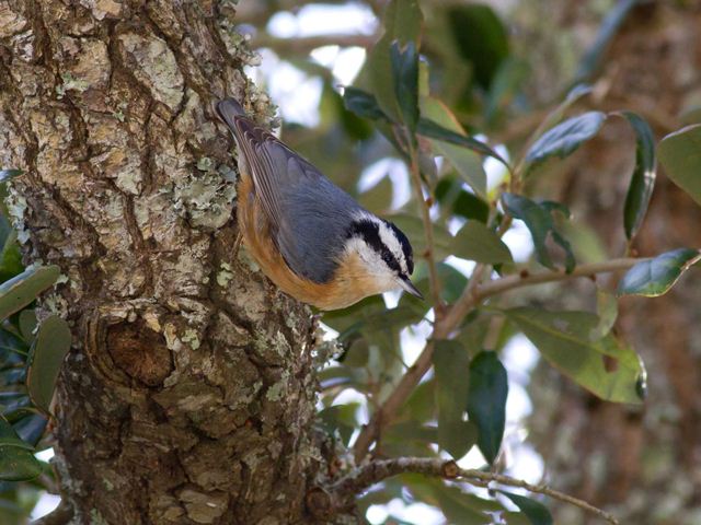 Red-breasted Nuthatch