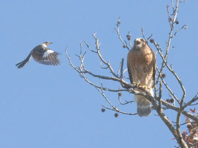 Red-shouldered Hawk