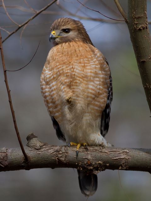 Red-shouldered Hawk