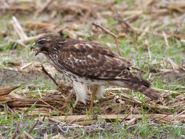 Red-shouldered Hawk