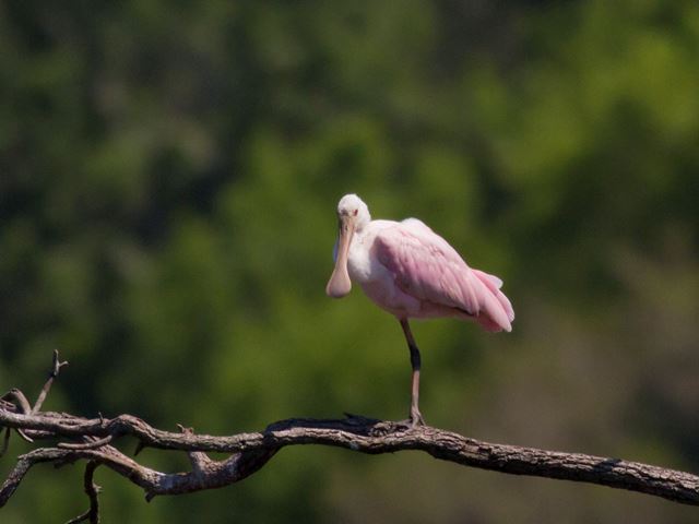 Roseate Spoonbill