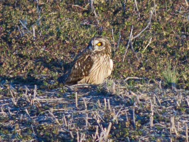 Short-eared Owl