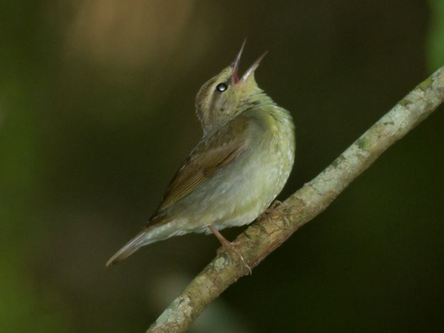Swainson's Warbler