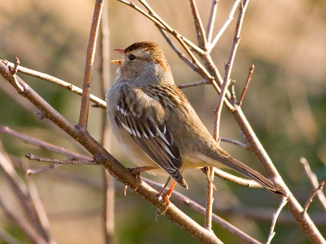 White-crowned Sparrow