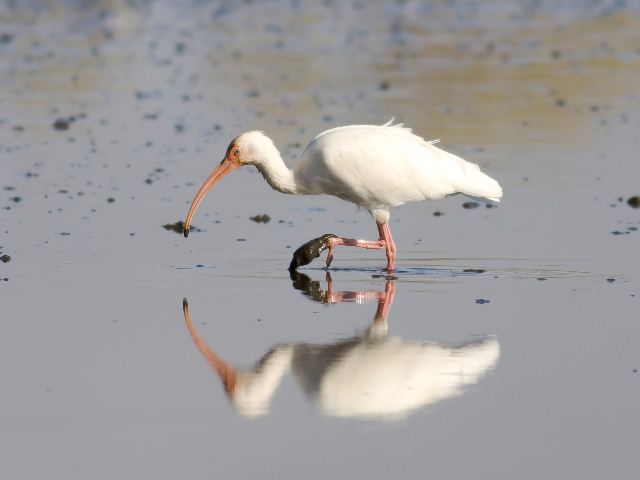 White Ibis