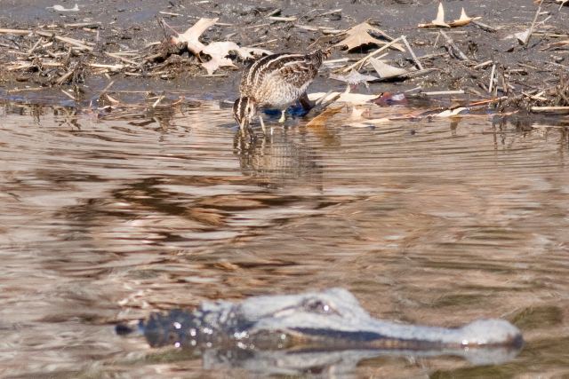Wilson's Snipe