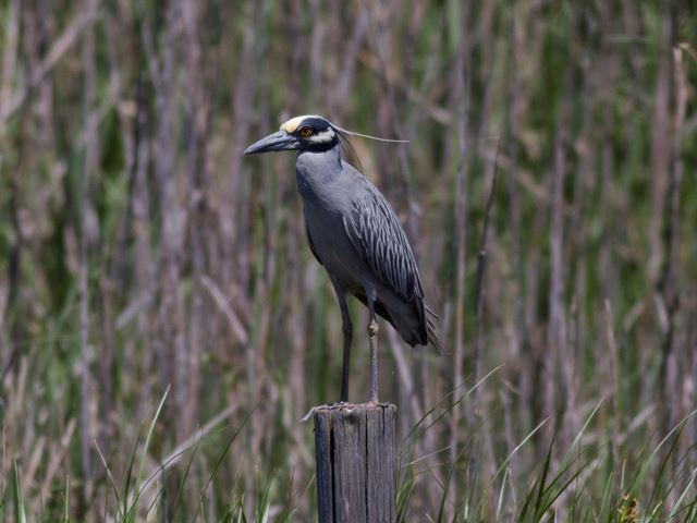 Yellow-crowned Night-Heron