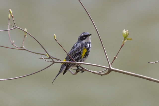 Yellow-rumped Warbler