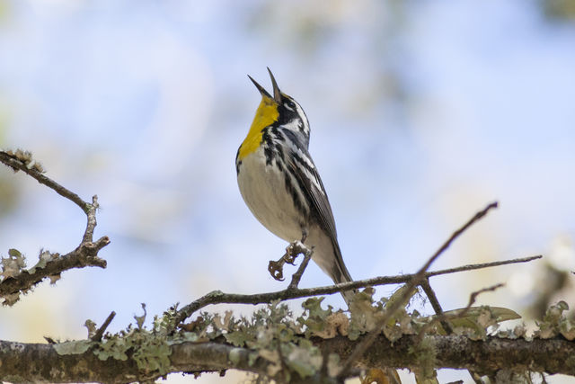 Yellow-throated Warbler
