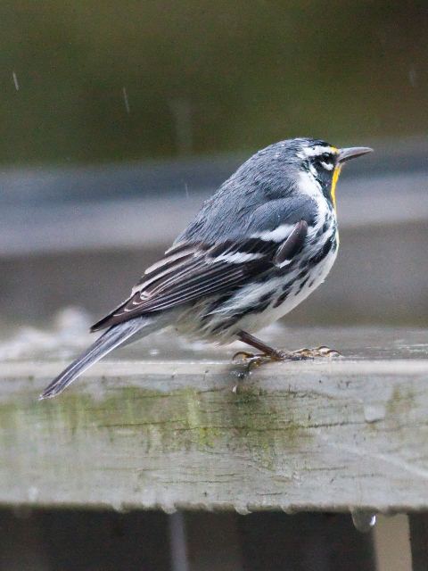 Yellow-throated Warbler