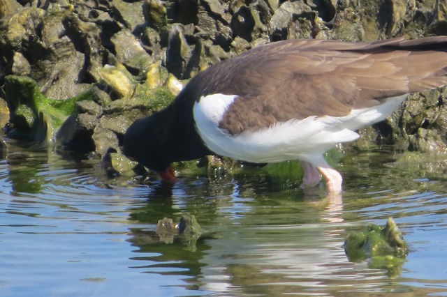 American Oystercatcher