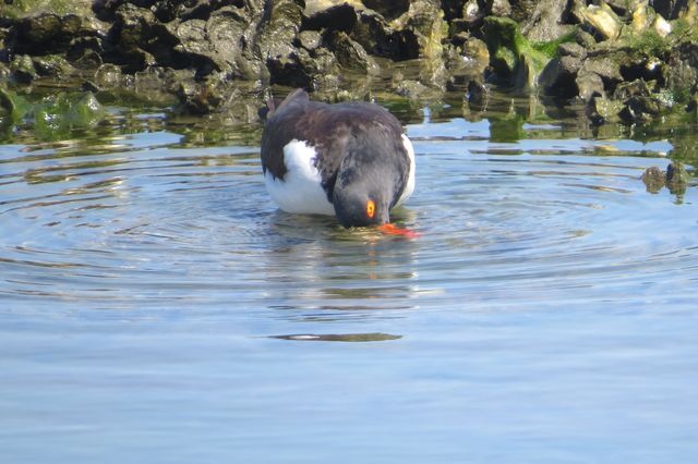 American Oystercatcher