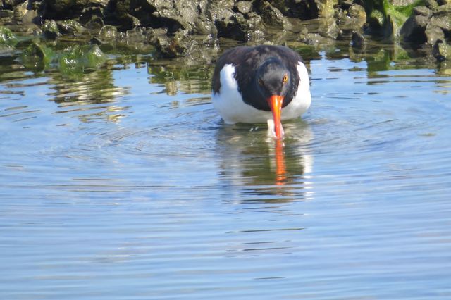 American Oystercatcher