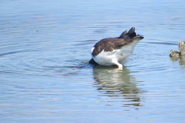 American Oystercatcher