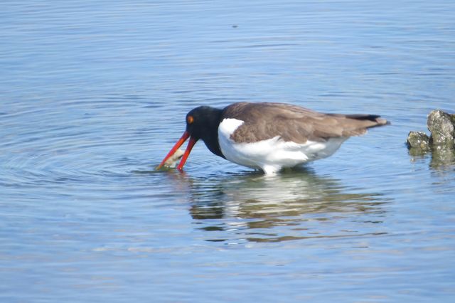 American Oystercatcher
