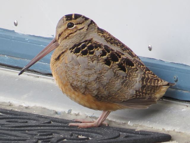 American Woodcock