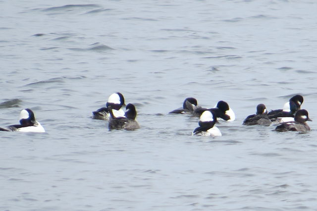 Bufflehead