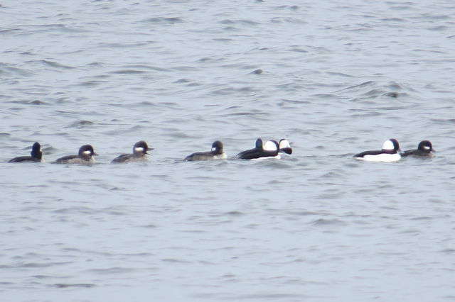 Bufflehead