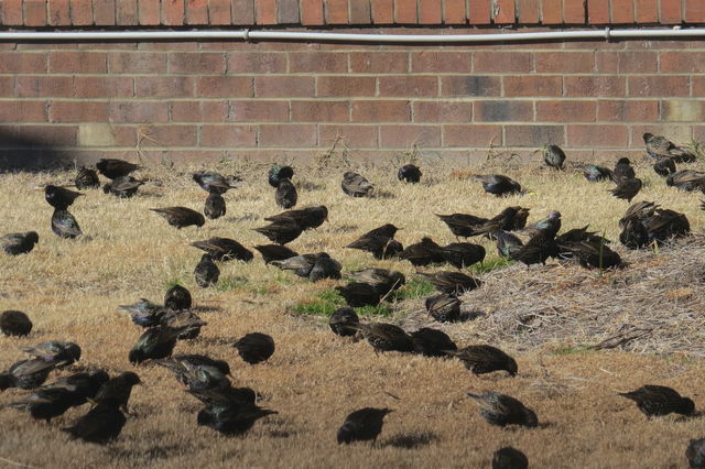 European Starling