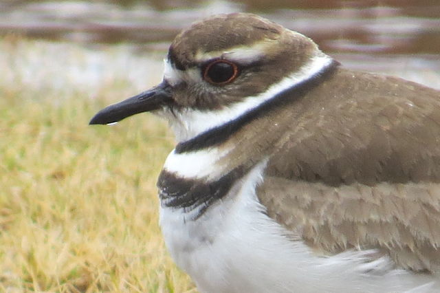 Killdeer