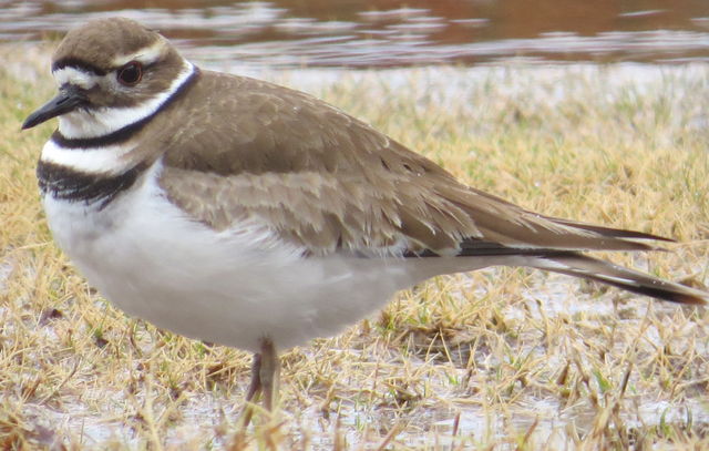 Killdeer