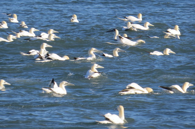 Northern Gannet