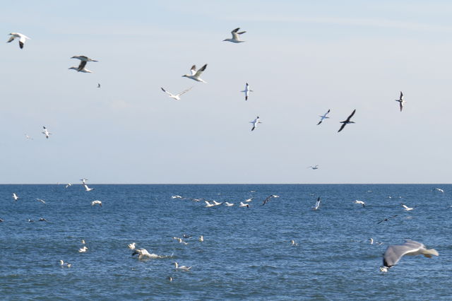 Northern Gannet