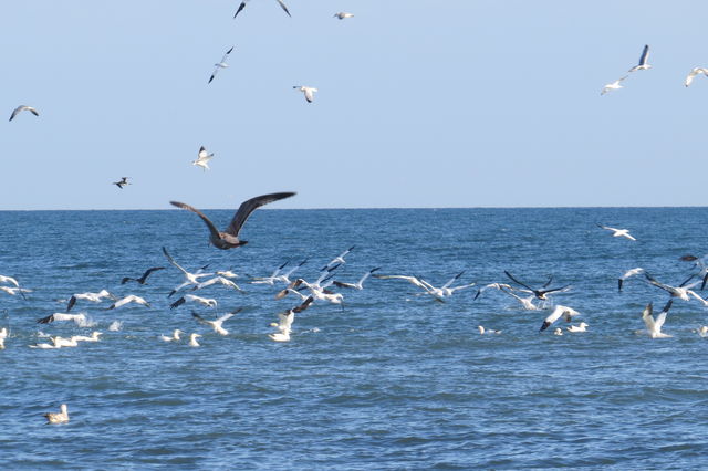 Northern Gannet