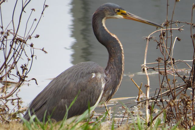 Tricolored Heron