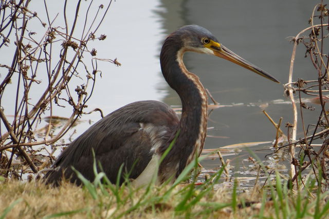 Tricolored Heron