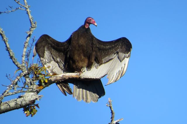 Turkey Vulture