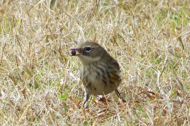 Yellow-rumped Warbler
