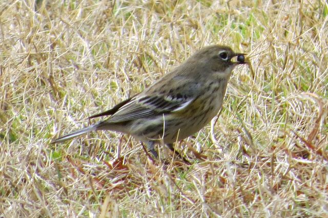 Yellow-rumped Warbler