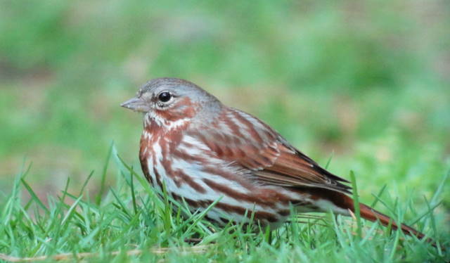 Fox Sparrow