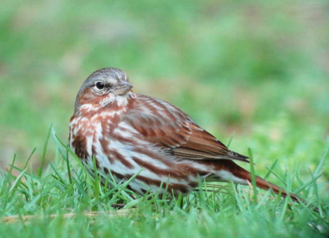 Fox Sparrow