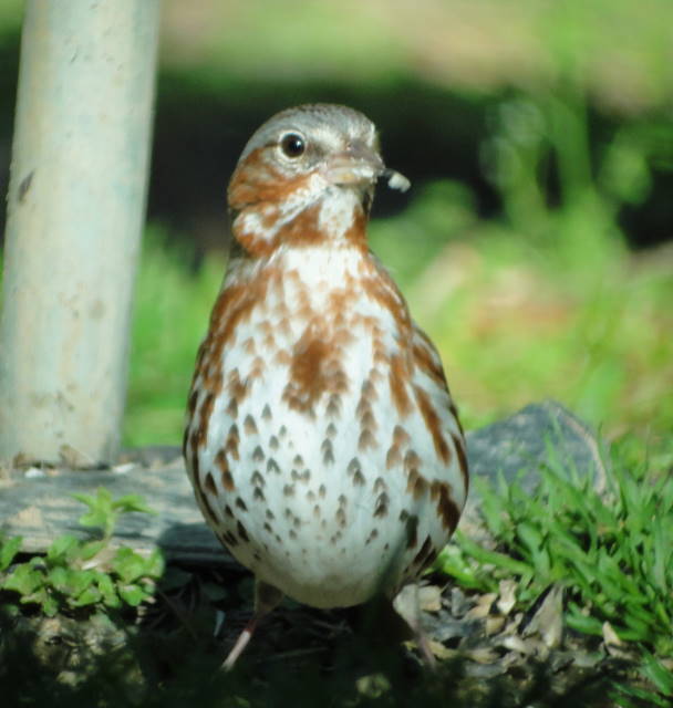 Fox Sparrow