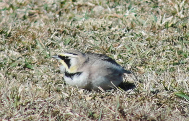 Horned Lark