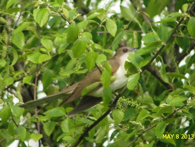 Black-billed Cuckoo