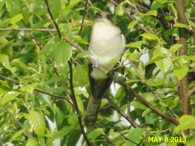 Black-billed Cuckoo