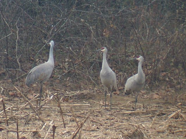 Sandhill Cranes