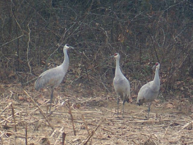 Sandhill Cranes