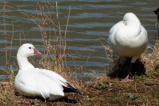 Ross's Goose